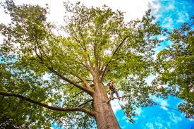 Best Seasonal Cleanup (Spring/Fall)  in Hamilton Square, NJ