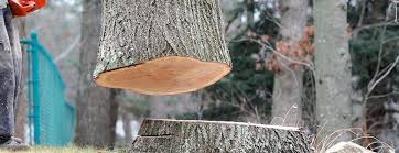 How Our Tree Care Process Works  in  Hamilton Square, NJ