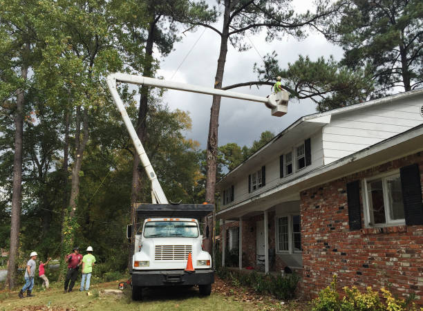 Professional Tree Care in Hamilton Square, NJ