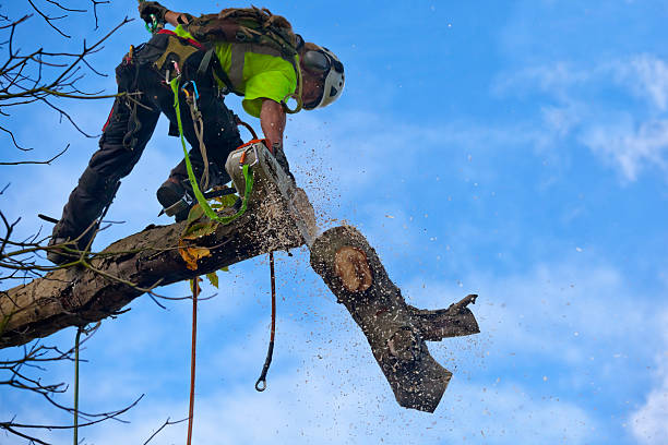 Best Tree Disease Treatment  in Hamilton Square, NJ