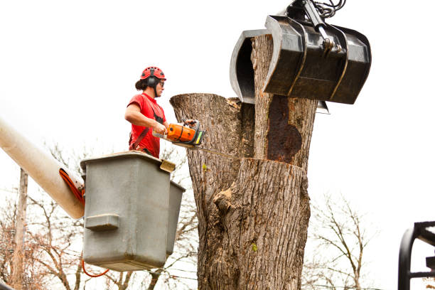 Trusted Hamilton Square, NJ Tree Care Experts